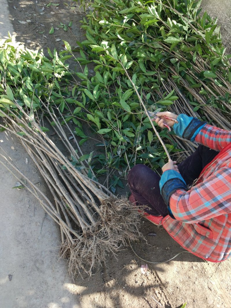 桂花树苗庭院绿化丹桂苗四季常青花坛工程绿化征收占地用苗