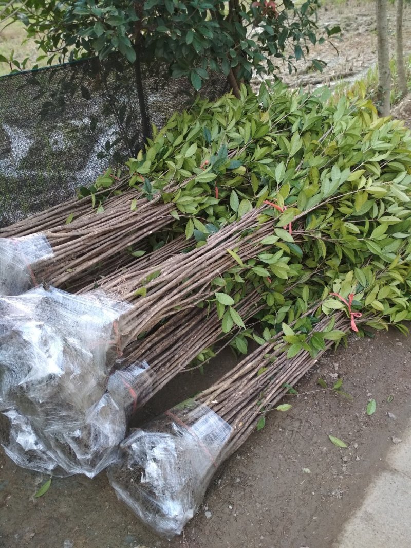 桂花树苗庭院绿化丹桂苗四季常青花坛工程绿化征收占地用苗