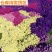 勿忘我干花花束客厅干花装饰家居装饰摆件客厅满天星真花