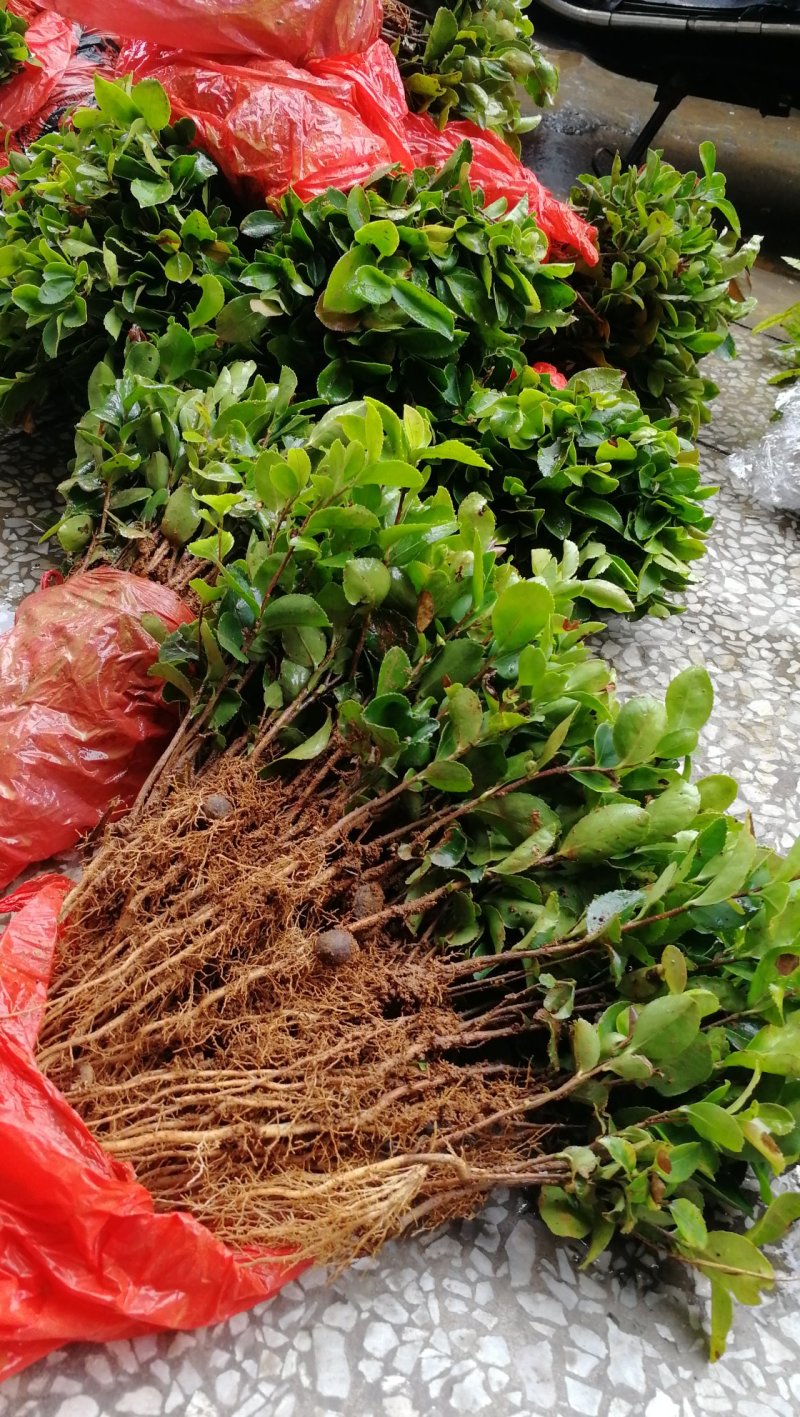 供应油茶树苗籽播油茶小苗油茶芽苗当年芽苗1年小苗
