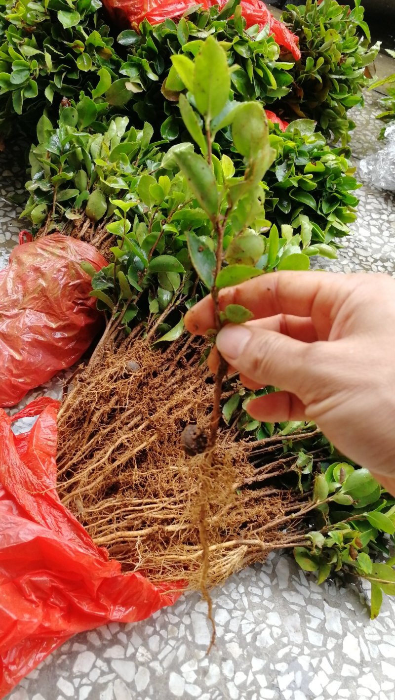 供应油茶树苗籽播油茶小苗油茶芽苗当年芽苗1年小苗