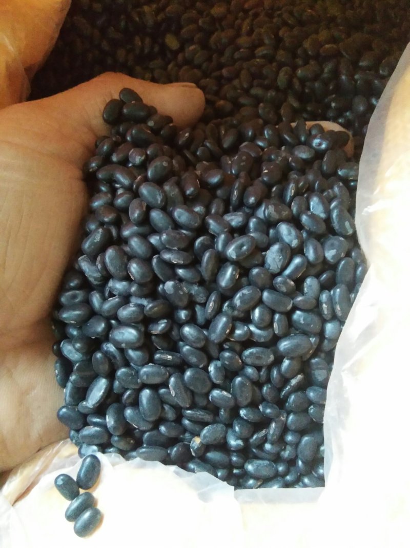 2019年新黑豆，豆芽专用