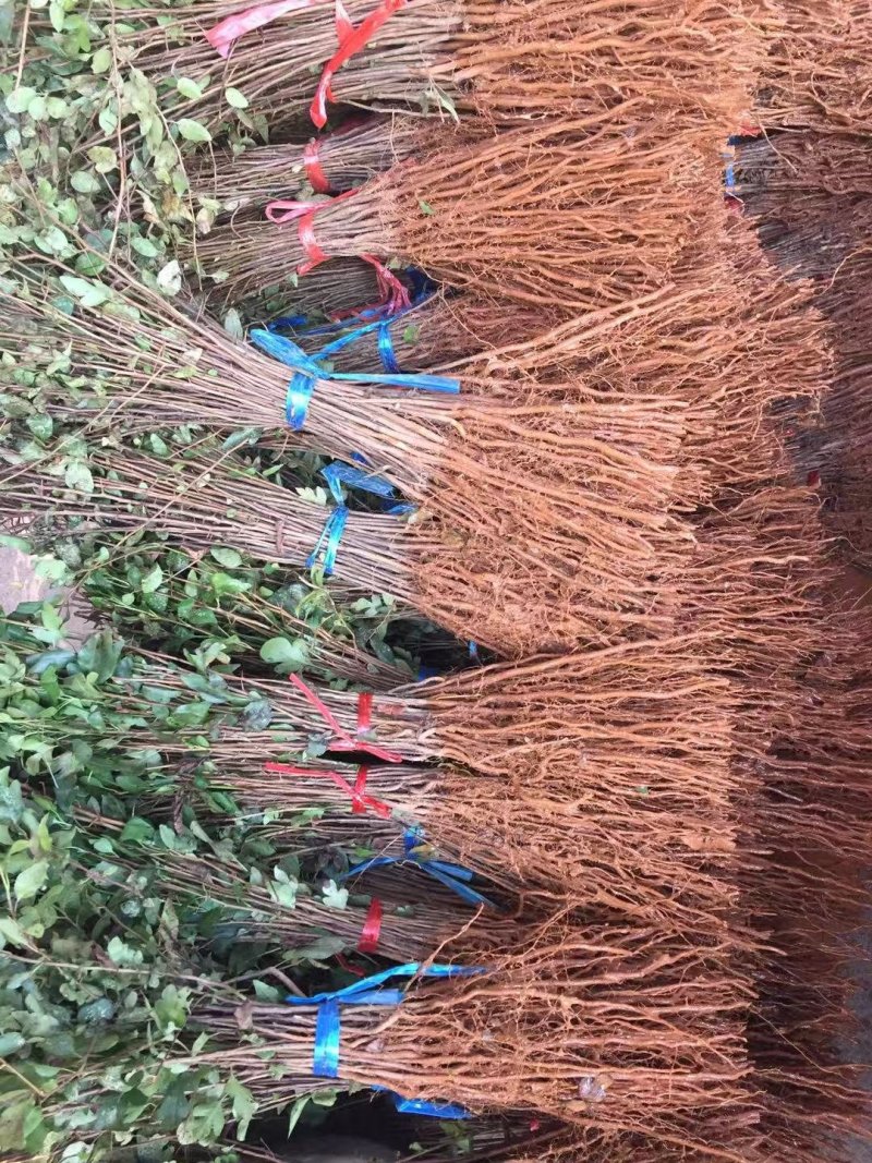 供应棠梨苗，鸟梨小苗，野生梨树苗，嫁接梨子苹果树砧木苗