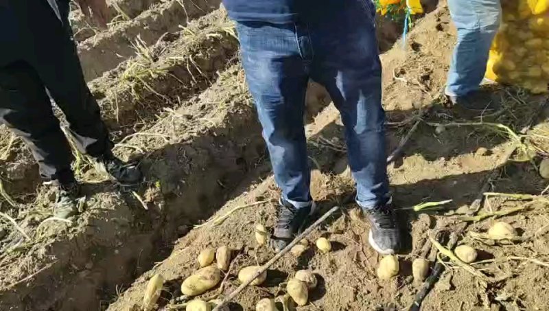 土豆种子，高原公司直供品种中薯5号，冀张薯，丽薯6号