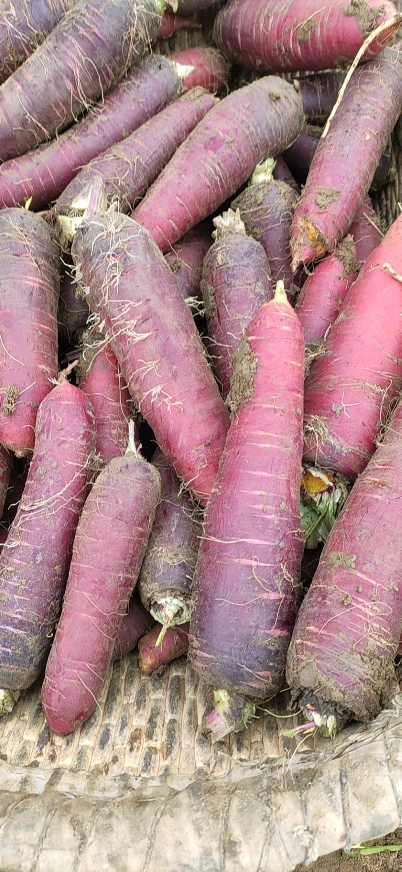 紫胡萝卜