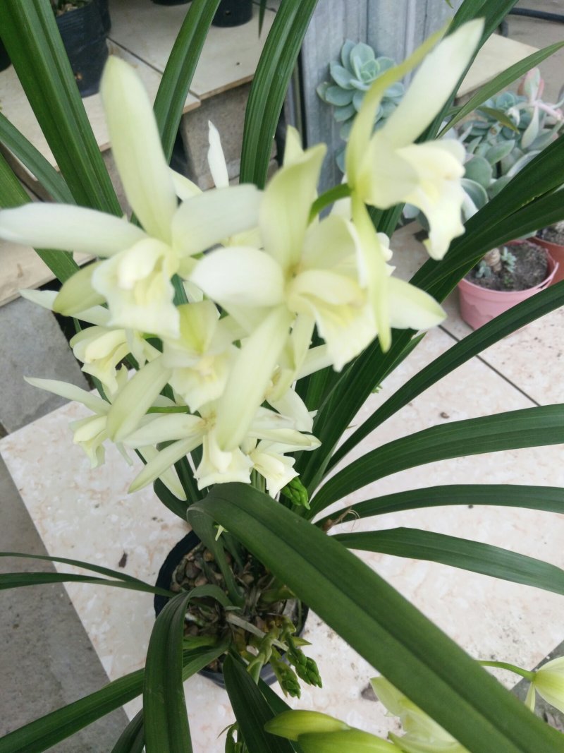 兰花