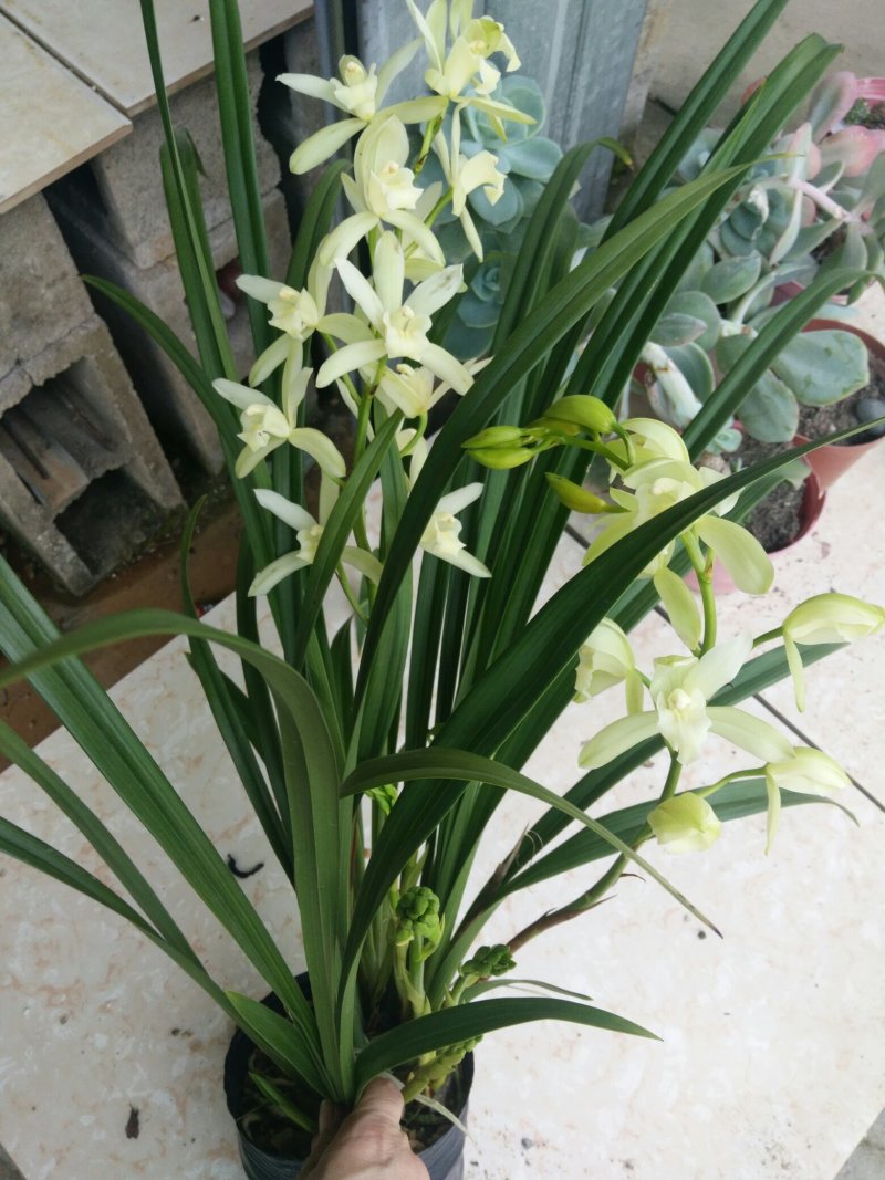 兰花