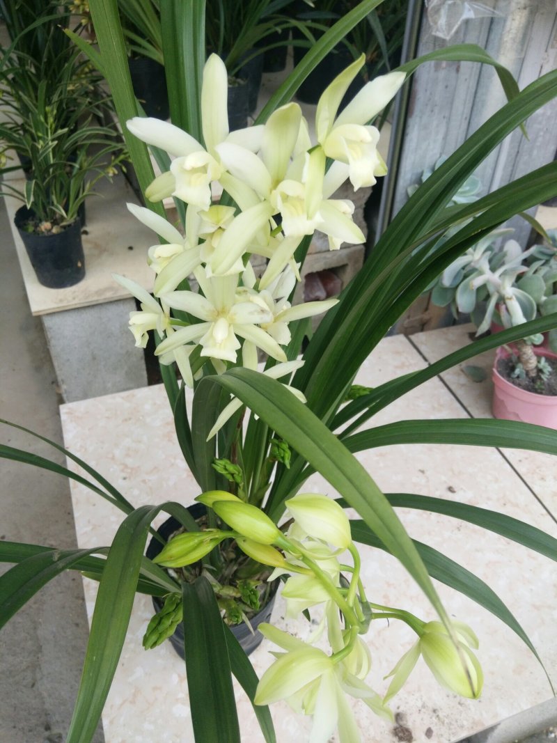 兰花