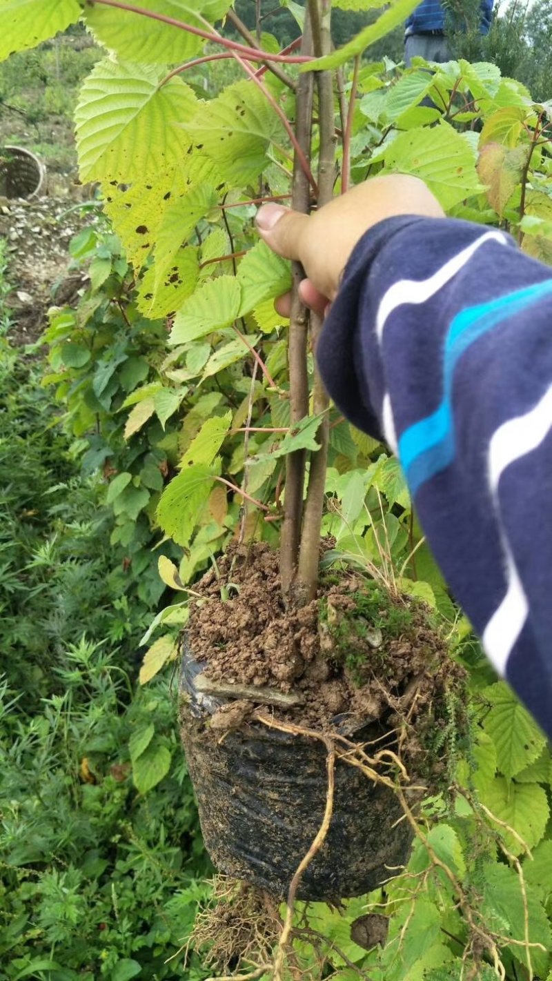中华鸽子树珙桐杯苗盆栽别墅庭院观花叶室内绿植物基地直销新