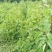 中华鸽子树珙桐杯苗盆栽别墅庭院观花叶室内绿植物基地直销新