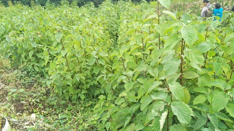 中华鸽子树珙桐杯苗盆栽别墅庭院观花叶室内绿植物基地直销新