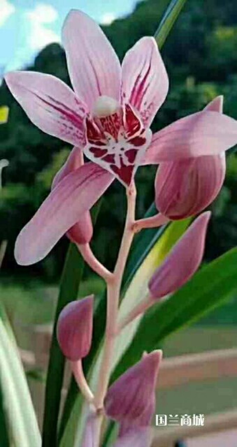 红玫瑰