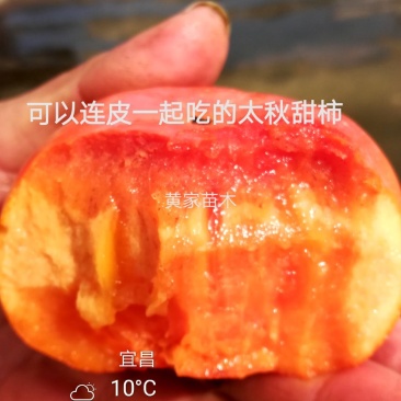 甜柿子树，太秋，次郎甜柿子树苗，曰本甜柿树阳丰甜柿
