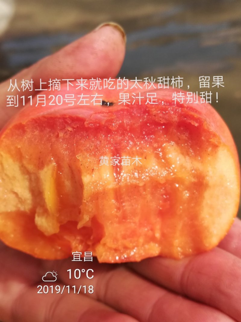 甜柿子树，太秋，次郎甜柿子树苗，曰本甜柿树阳丰甜柿