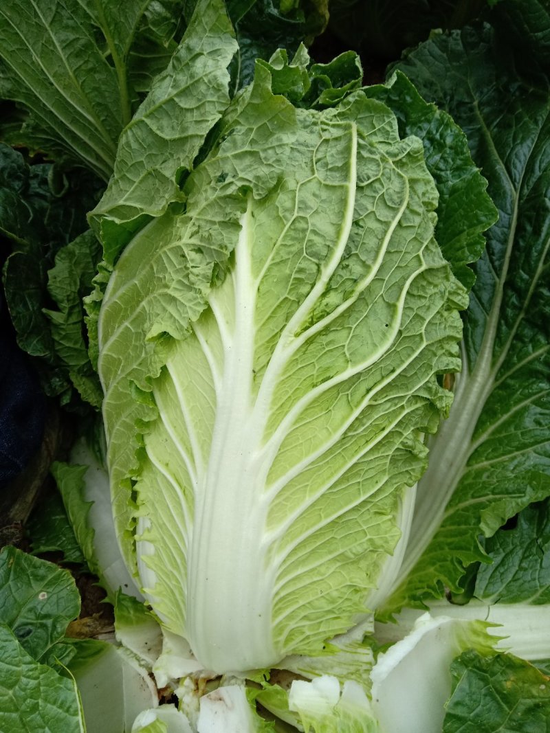 黄心大白菜大量上市，欢迎来电