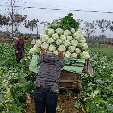 黄心大白菜大量上市，欢迎来电