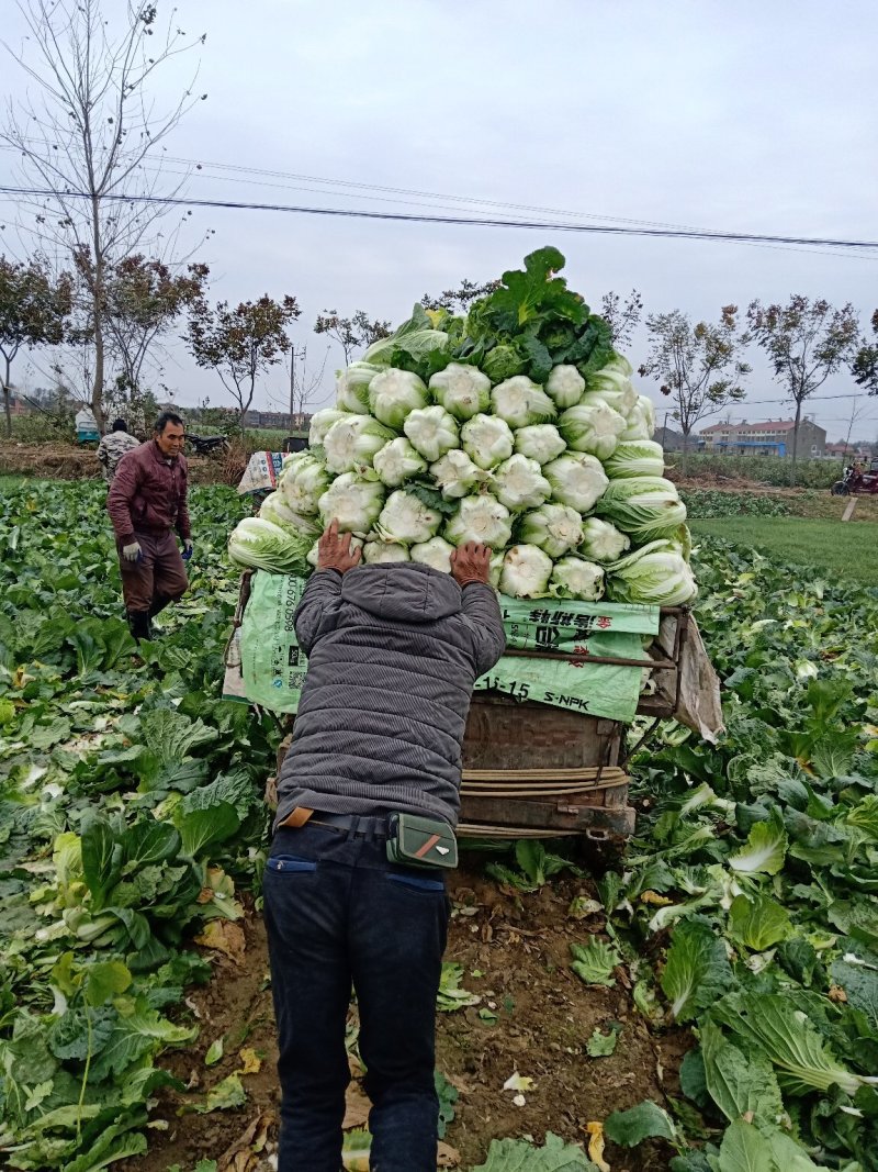 黄心大白菜大量上市，欢迎来电