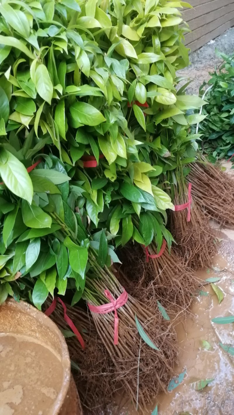 供应金丝楠木小苗，小叶桢楠苗10-100公分高，量大价优