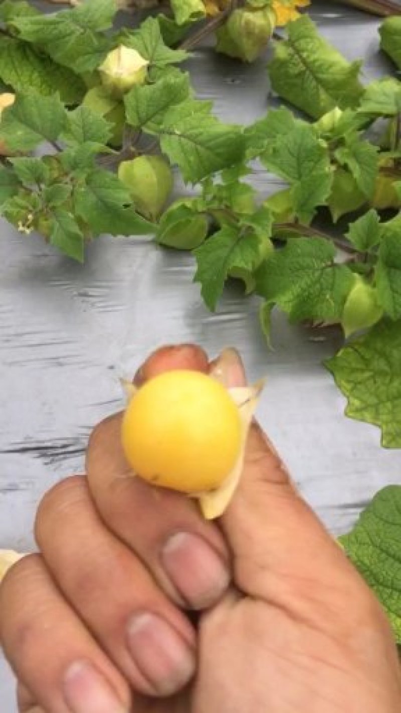 灯笼果，菇娘果（可一件代发）基地直供，落地配