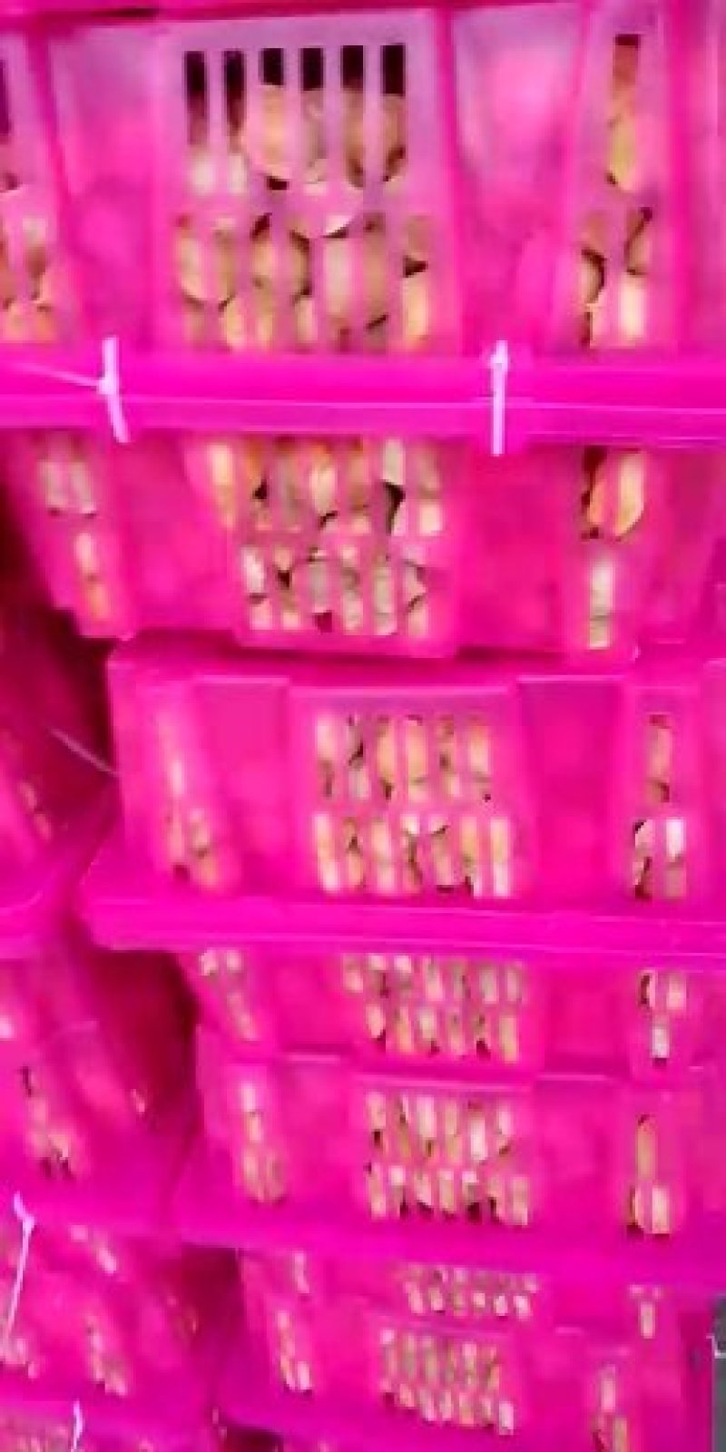 灯笼果，菇娘果（可一件代发）基地直供，落地配