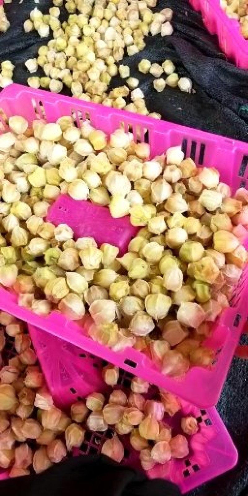 灯笼果，菇娘果（可一件代发）基地直供，落地配