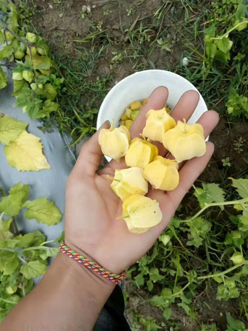 灯笼果，菇娘果（可一件代发）基地直供，落地配