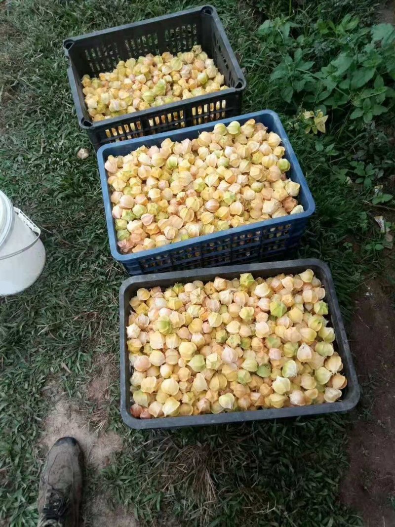 灯笼果，菇娘果（可一件代发）基地直供，落地配