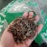 石南藤石楠藤爬岩香各种中药材批发零售中药材