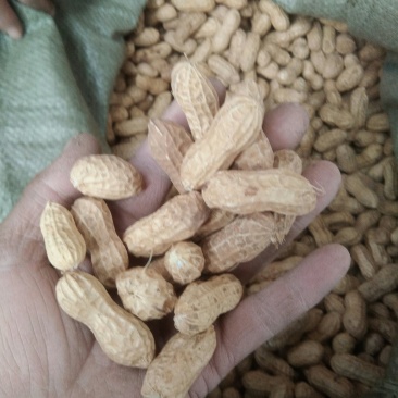 2019年新花生，千斤王，拔二罐精选双仁果，大田用种，