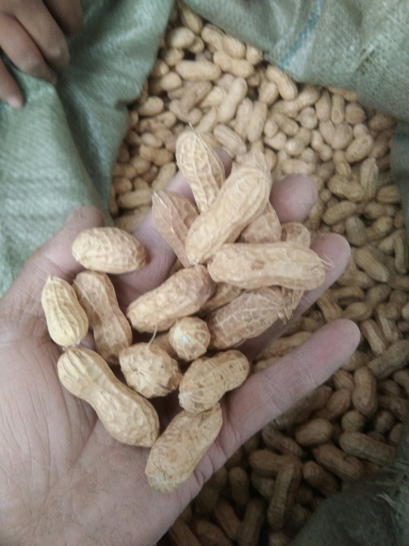 2019年新花生，千斤王，拔二罐精选双仁果，大田用种，