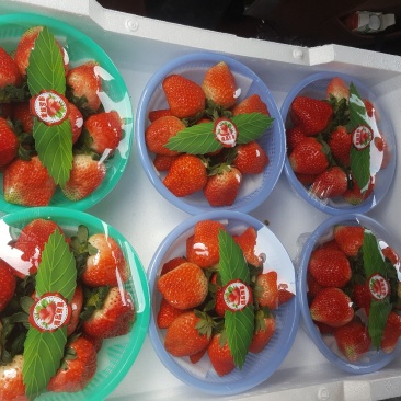 【推荐】奶油草莓，欢迎社区团购，电商，批发商前来合作。