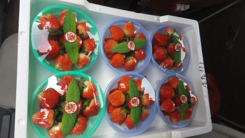【推荐】奶油草莓，欢迎社区团购，电商，批发商前来合作。