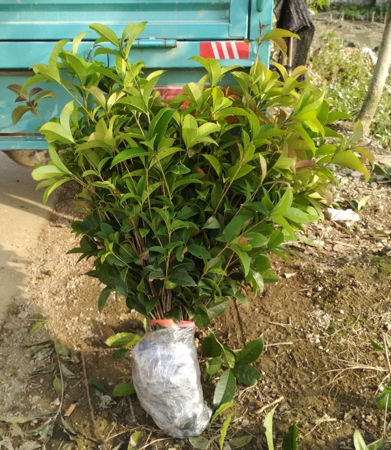 四季桂花树苗低价月月桂花苗庭院绿化小苗花期长室外花坛