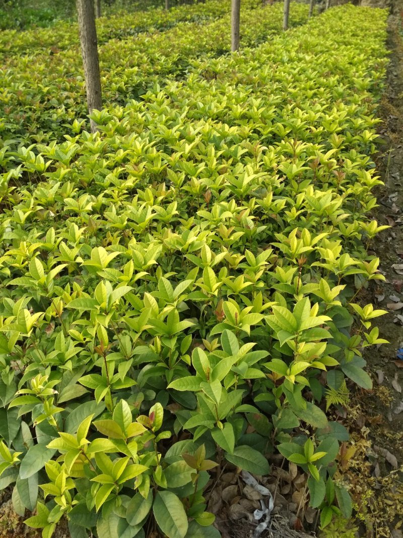 四季桂花树苗低价月月桂花苗庭院绿化小苗花期长室外花坛