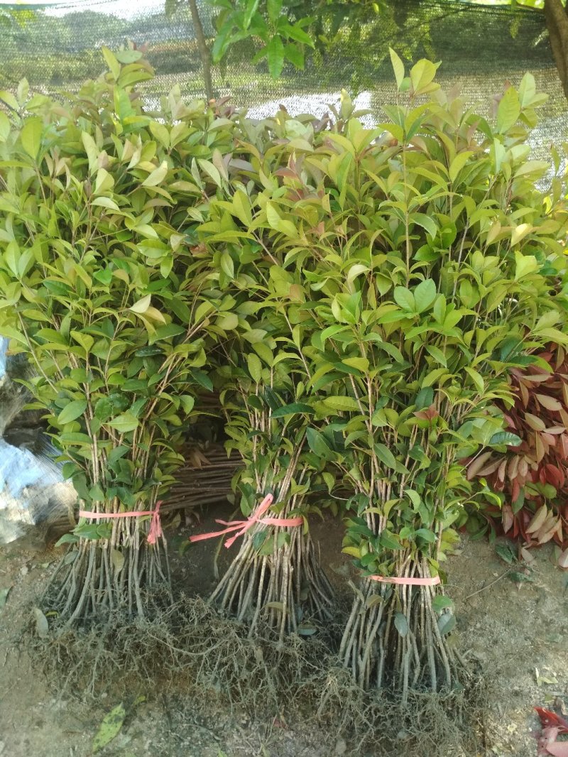 四季桂花树苗低价月月桂花苗庭院绿化小苗花期长室外花坛