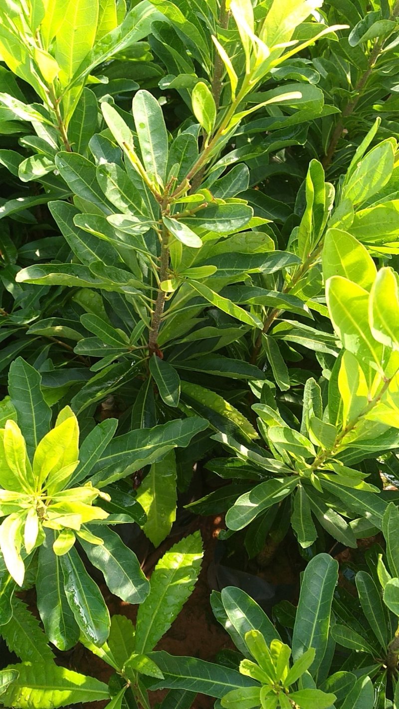 福建杨梅苗：杨梅嫁接苗，软丝杨梅苗（安海王子），台梅嫁接