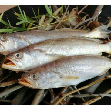 开肚小黄鱼适合餐饮家用可发样品