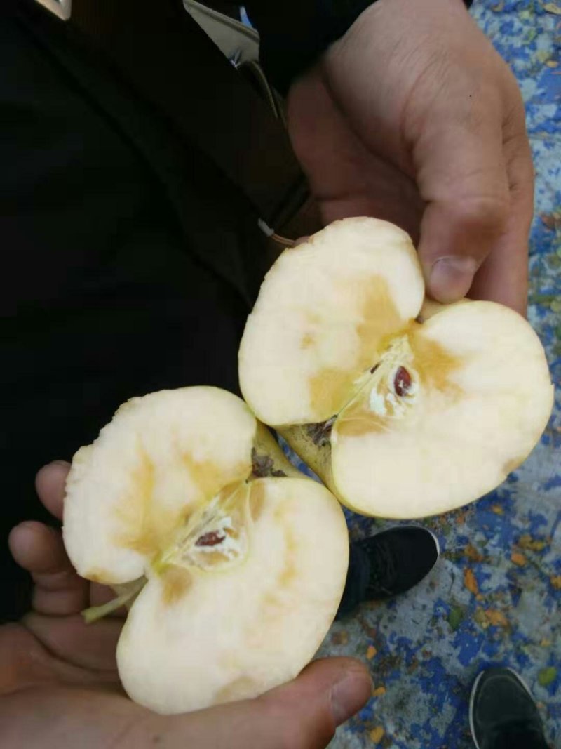 冰糖心红富士
