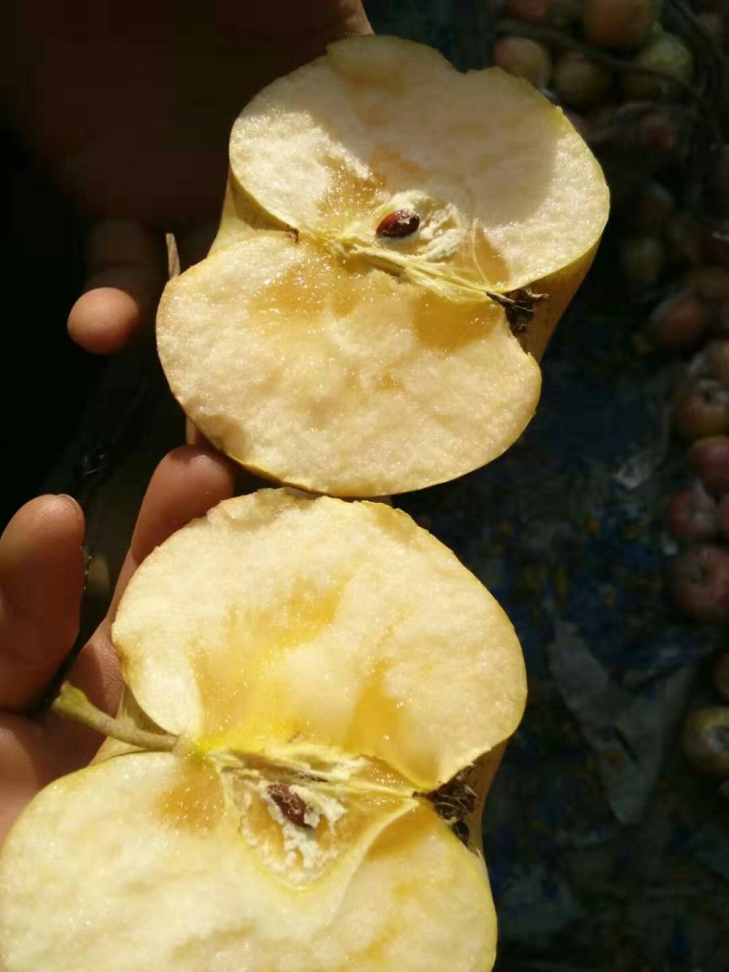 冰糖心红富士