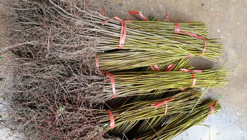 供应广西香椿苗红芽香椿树苗菜木芽树苗包邮