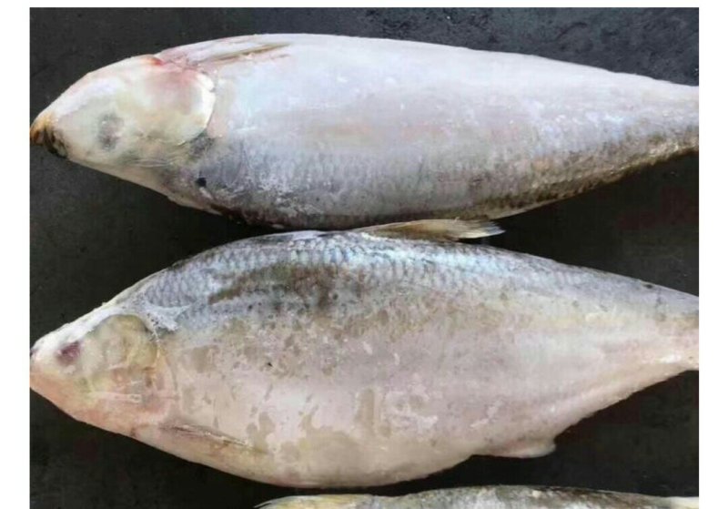 进口白力鱼可发样品