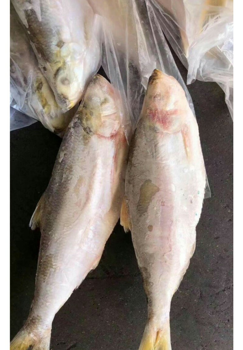 进口白力鱼可发样品