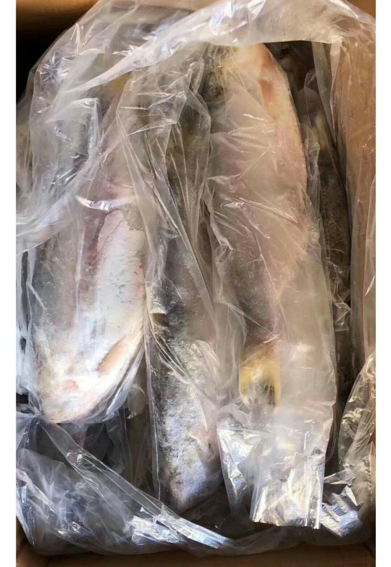 进口白力鱼可发样品