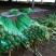 皇后芹菜70厘米以上，米黄色靓。