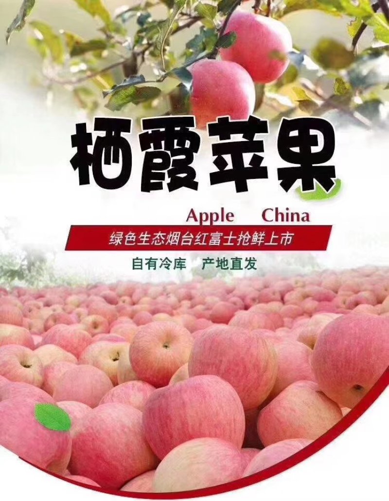 栖霞红富士苹果，新鲜水果一件代发