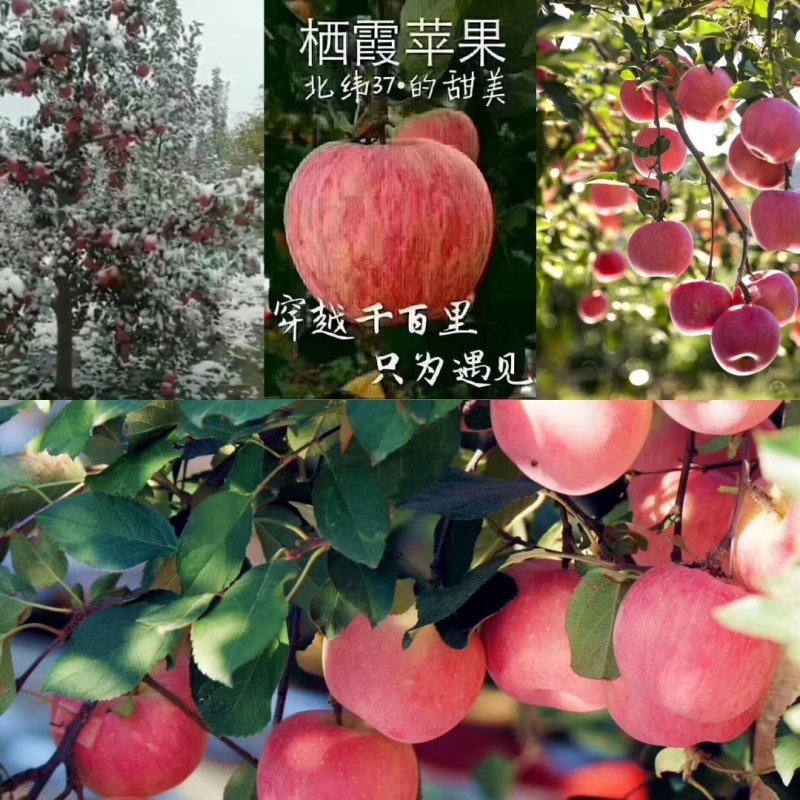 栖霞红富士苹果，新鲜水果一件代发