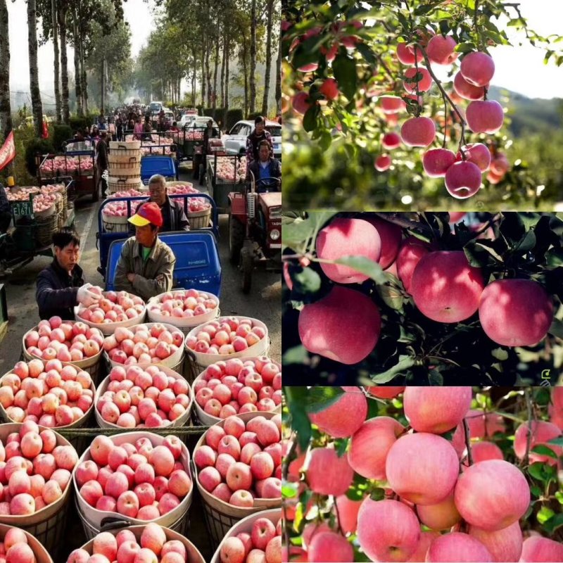 栖霞红富士苹果，新鲜水果一件代发