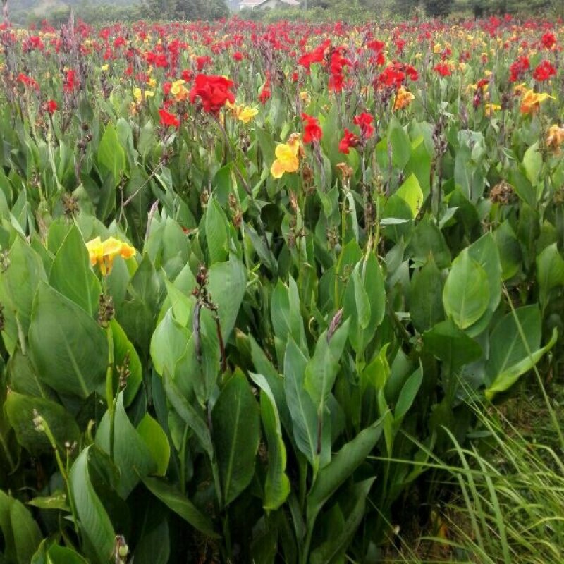 30亩美人蕉基地直销