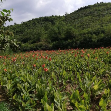 30亩美人蕉基地直销