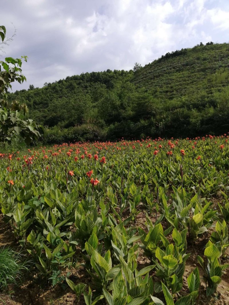 30亩美人蕉基地直销